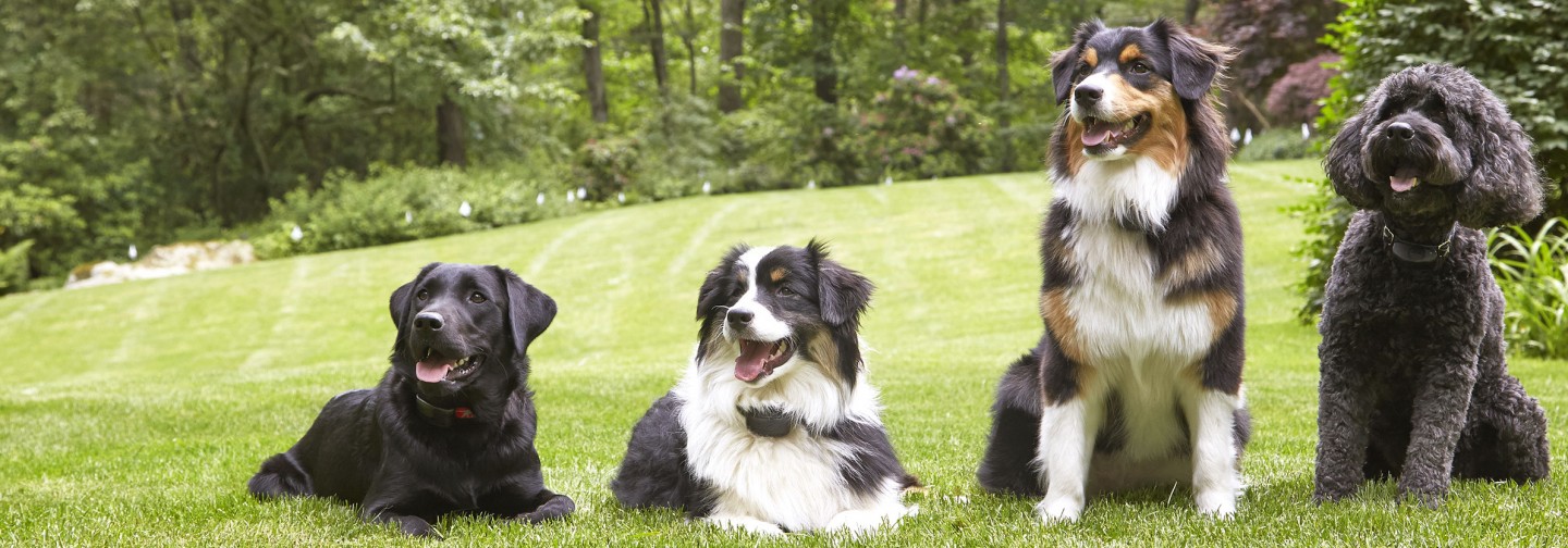 DogWatch of the Ocean State, Westerly, Rhode Island | Support Footer Image Image